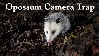 Opossum Den Camera Trap with Surprise Visitor!