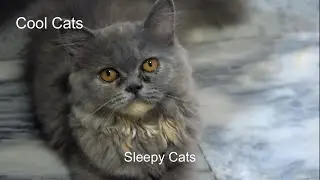 Cool Cats - Sleepy Cats