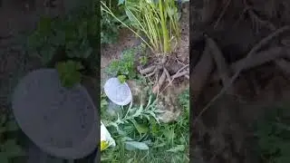 Пересадка пиона в августе. #пионпересадка.