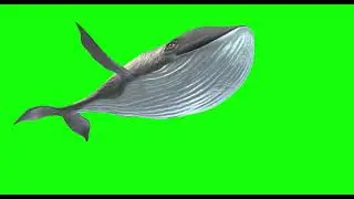 Animation of a whale in 3D on a green background. Fish on a chroma key.
