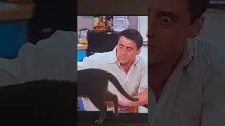 PERFECT CAT VIDEO BOMB ! 