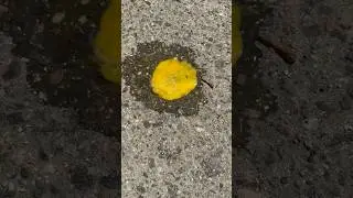 Жарим яичницу на асфальте 😅 