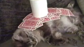61 things on my cat