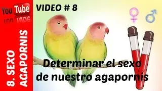 Agapornis - Determinar el sexo!