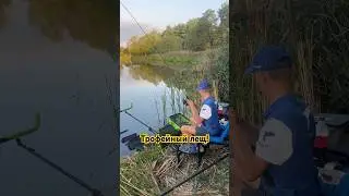 Рыбалка на фидер. (Почти) успешное вываживание трофейного леща!