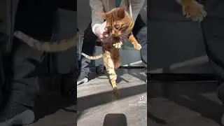 Liam with the moves though #cats #trend #catsofyoutube