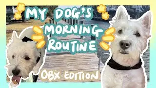 My Dog's Morning Routine