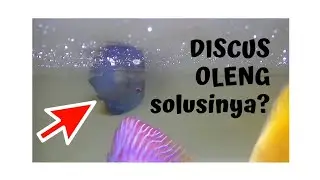 Discus Oleng Karena Kekenyangan, bagaimana solusinya?