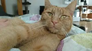 Cat ASMR