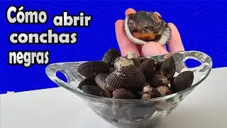 Cómo abrir conchas negras o patas de mula, los dos trucos más fáciles