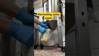 How to transfer from a big fermenter to kegs without CO2 #craftbeer #beer #homebrew #homebrewing