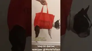 Как подстричь когти собаке #собака #когти