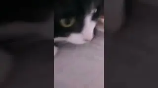 кота раскрыли