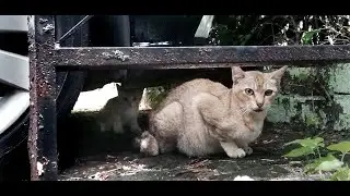 Mummycat's big belly is ready to pop (Maternity Footage)