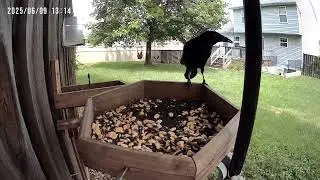 Common Grackle Eating Seeds