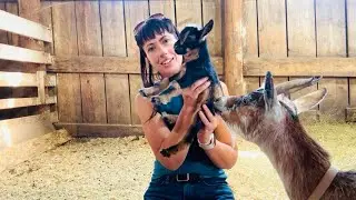 3 New Baby Goats Born on the Ranch!