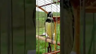 Papa capim coleiro coleirinha gravatinha Laranjeira Tui Tui zero zero peito amarelo