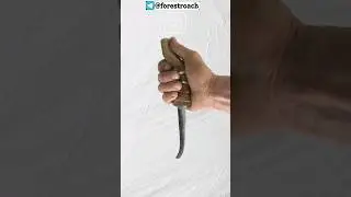 МОКОТАУГАН САМЫЙ СТРАННЫЙ НОЖ В МИРЕ🤯 