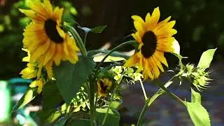 Подсолнухи
