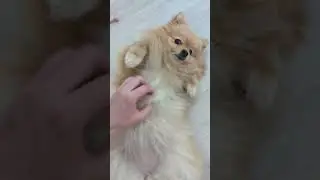 Почесушки 😊 
