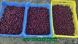 Сбор урожая вишни