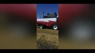 уборка опытного участка ярового ячменя, по трём Предшественникам, результаты