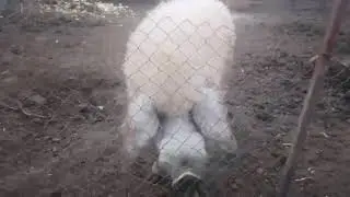 Лучшая порода свиней Венгерска Мангалица