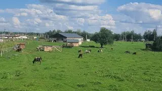 Коровы не отдохнуть никогда ))