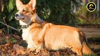 The Corgi Code: Untangling the Mysteries of Pembroke Welsh Corgis