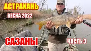 Астрахань весна 2022 / И снова сазаны / остров Мумра / часть 3