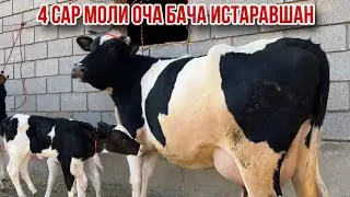 The goods of the father and son of the Black Carpathians, Istaravshan city, November 20, 2025.