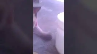 Temente pana