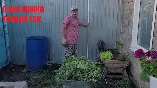 ДЕРЕВЕНСКИЕ БУДНИ \ СТРОИМ ТЕРРАСУ \ ПОЧЕМУ ОНИ ТАКИЕ ЗЛЫЕ \ БОРЕМСЯ С АМБРОЗИЕЙ НА ЮГЕ