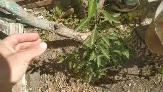 Цитрус юдзу. Хорошо подрос.