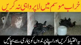 Khrab mosam main APny birds ki kesy care karen || Learn with Mr.R