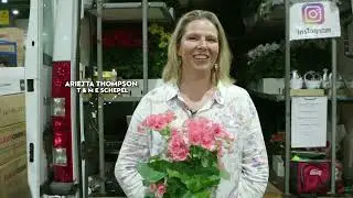 What's in Season - Begonias