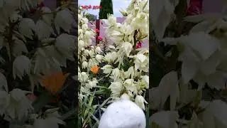 Красота своими руками...