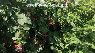 Садовая ежевика Честер