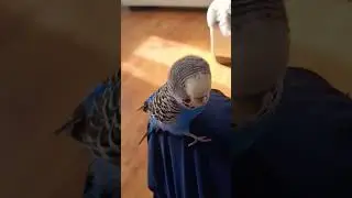 @Говорящий попугай Кеша