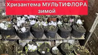 Уход за Хризантемой МУЛЬТИФЛОРОЙ зимой