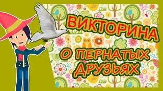 Загадки для детей о птицах/ викторина