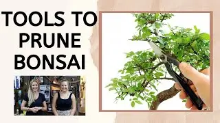 How to prune Bonsai Tree