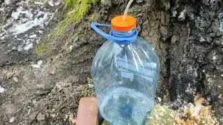 берёзовый сок. как собирать?