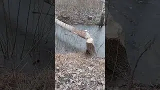 бобры в городе🙃😉