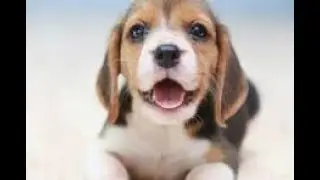 Introducing my coding language | BeagleScript  | v3.0