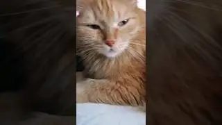Как хорошо быть котом #котики #юмор #приколы #озвучка