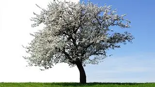 Photoshop Tutorials : How to remove tree Background | complex selection