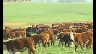INIA Uruguay (English version)