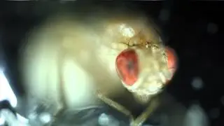 BUGS LIFE