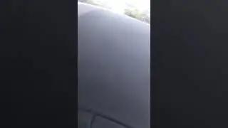 Медведи в Магадане, 2019